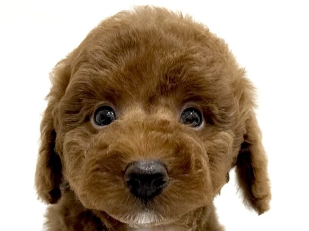 三重県のトイプードル(トイ) (アミーゴ四日市日永店/2025年7月14日生まれ/男の子/レッド)の子犬の1枚目の画像