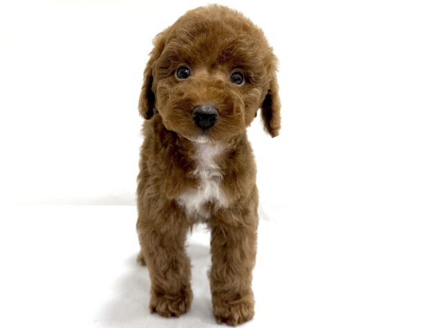 三重県のトイプードル(トイ) (アミーゴ四日市日永店/2025年7月14日生まれ/男の子/レッド)の子犬の2枚目の画像