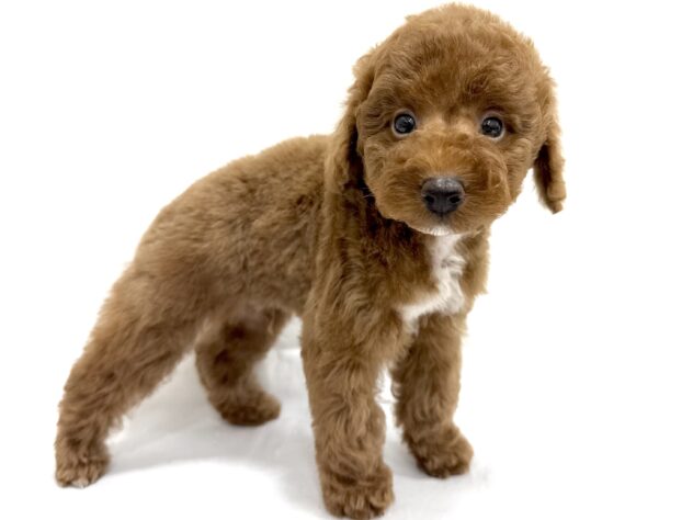 三重県のトイプードル(トイ) (アミーゴ四日市日永店/2025年7月14日生まれ/男の子/レッド)の子犬の3枚目の画像