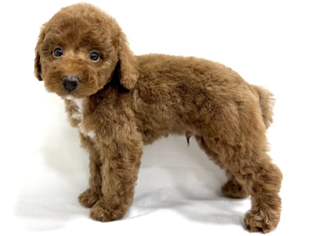 三重県のトイプードル(トイ) (アミーゴ四日市日永店/2025年7月14日生まれ/男の子/レッド)の子犬の4枚目の画像