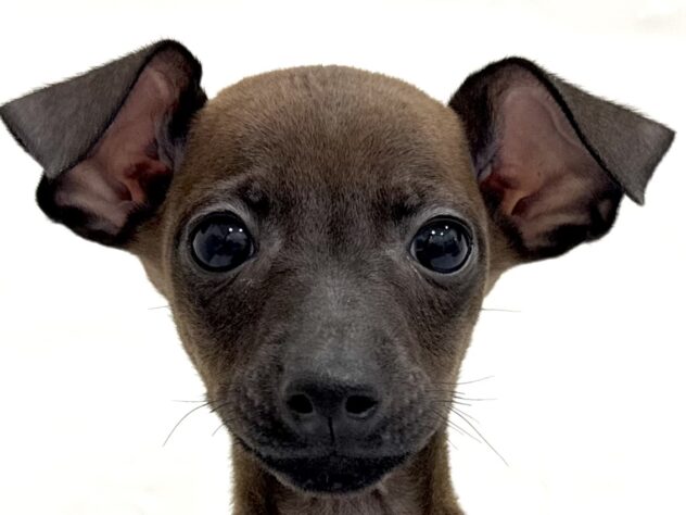 三重県のハーフ犬・ミックス犬 (アミーゴ四日市日永店/2025年8月23日生まれ/男の子/11 その他の毛色)の子犬の1枚目の画像