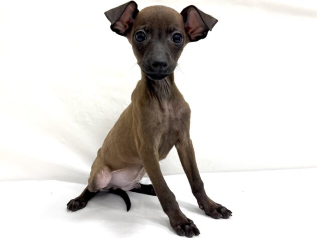 三重県のハーフ犬・ミックス犬 (アミーゴ四日市日永店/2025年8月23日生まれ/男の子/11 その他の毛色)の子犬の2枚目の画像