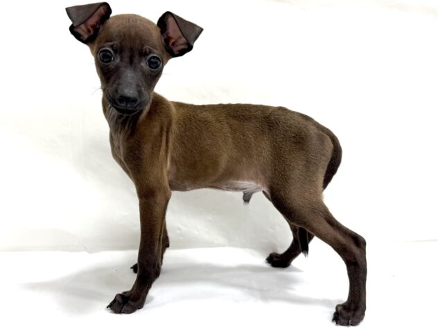 三重県のハーフ犬・ミックス犬 (アミーゴ四日市日永店/2025年8月23日生まれ/男の子/11 その他の毛色)の子犬の4枚目の画像