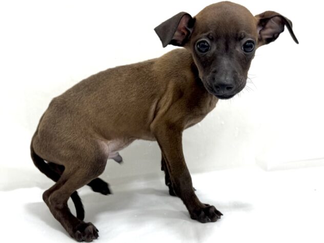 三重県のハーフ犬・ミックス犬 (アミーゴ四日市日永店/2025年8月23日生まれ/男の子/11 その他の毛色)の子犬の3枚目の画像