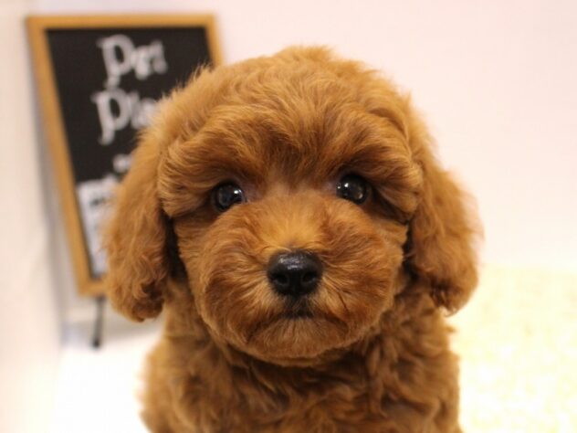 大阪府のトイプードル(トイ) (ペット・プラザ アミーゴ箕面店/2025年8月31日生まれ/女の子/レッド)の子犬の2枚目の画像