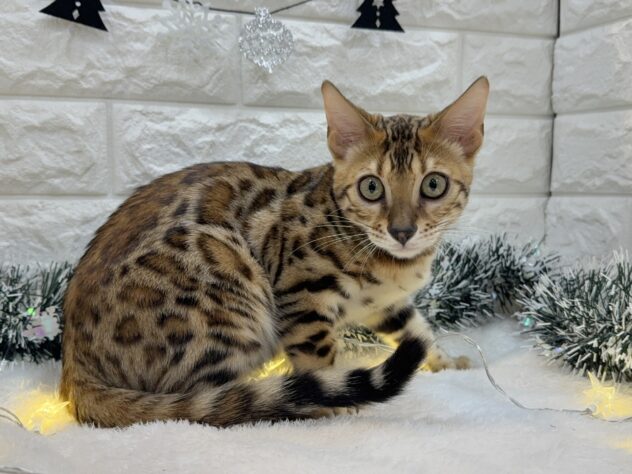 兵庫県のベンガル (ワンキャラット アミーゴ姫路飾磨店/2025年6月26日生まれ/男の子/ブラウンスポットタビー)の子猫の4枚目の画像