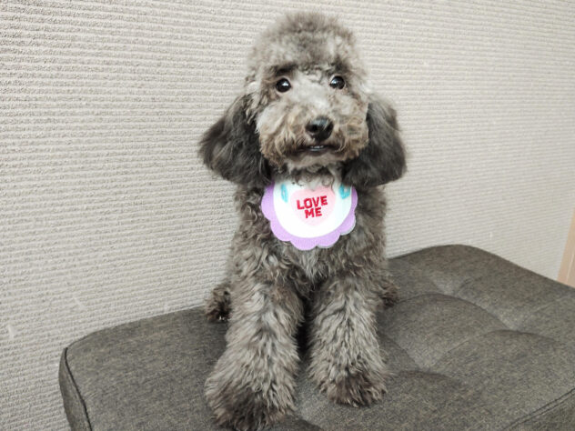 愛媛県のトイプードル(トイ) (アミーゴ松山久米店/2025年4月12日生まれ/男の子/シルバー)の子犬の2枚目の画像