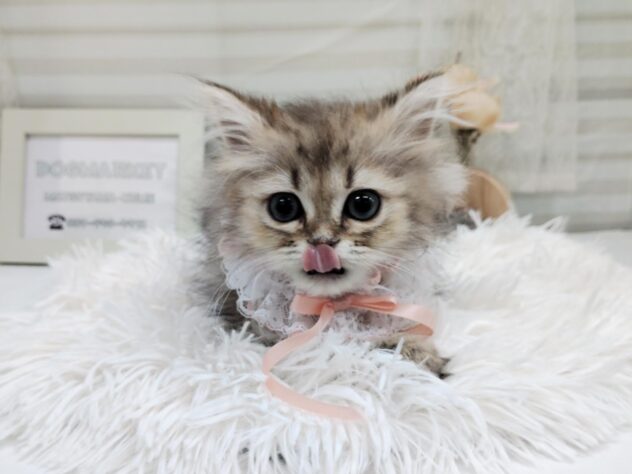 愛媛県のペルシャ (アミーゴ松山久米店/2025年8月15日生まれ/女の子/チンチラゴールデン)の子猫の2枚目の画像