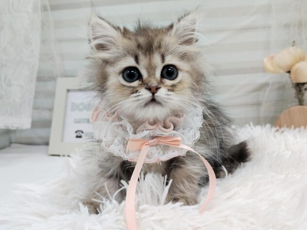 愛媛県のペルシャ (アミーゴ松山久米店/2025年8月15日生まれ/女の子/チンチラゴールデン)の子猫の1枚目の画像