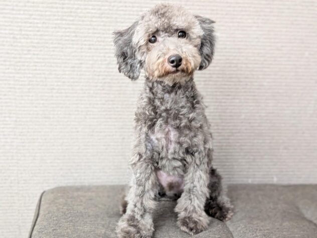 愛媛県のトイプードル(トイ) (アミーゴ松山久米店/2025年4月12日生まれ/男の子/シルバー)の子犬の1枚目の画像