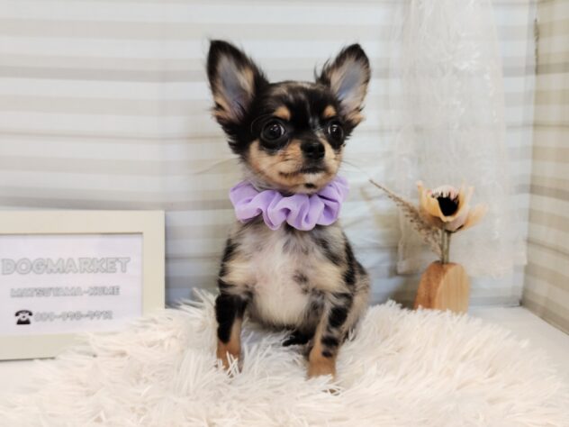 愛媛県のチワワ(ロング) (アミーゴ松山久米店/2025年8月5日生まれ/男の子/ブルーマールホワイト)の子犬の2枚目の画像