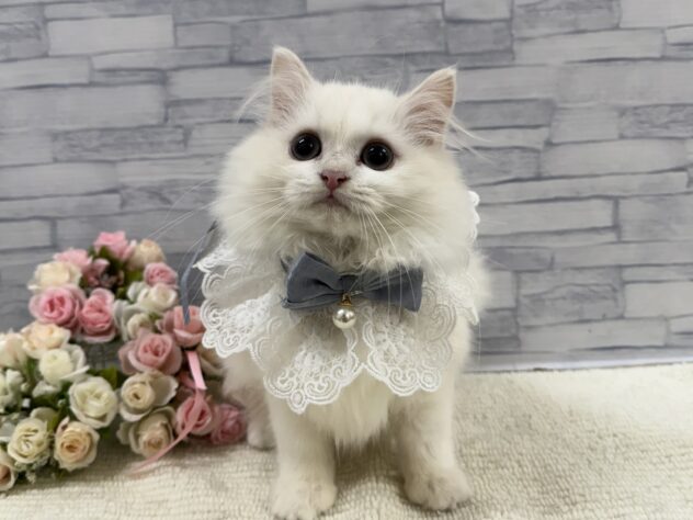 山口県のミヌエット (アミーゴ周南店/2025年7月2日生まれ/男の子/クリームホワイト)の子猫の3枚目の画像