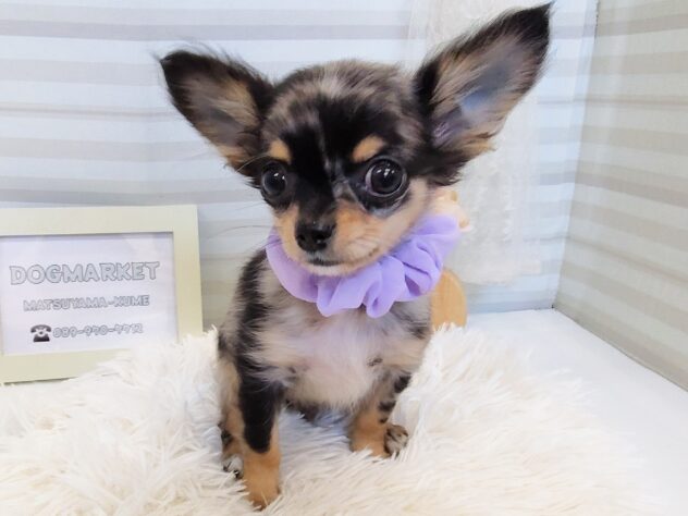 愛媛県のチワワ(ロング) (アミーゴ松山久米店/2025年8月5日生まれ/男の子/ブルーマールホワイト)の子犬の1枚目の画像