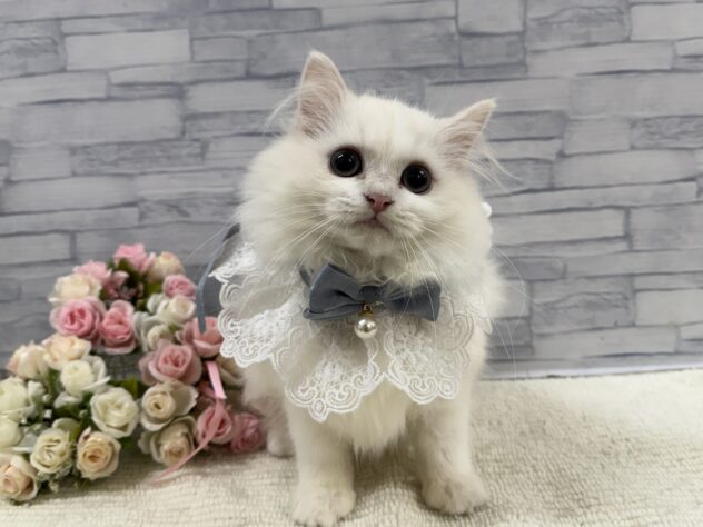 山口県のミヌエット (アミーゴ周南店/2025年7月2日生まれ/男の子/クリームホワイト)の子猫の2枚目の画像