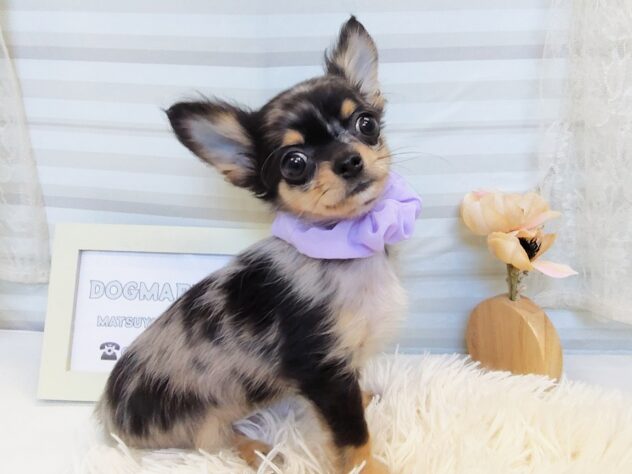 愛媛県のチワワ(ロング) (アミーゴ松山久米店/2025年8月5日生まれ/男の子/ブルーマールホワイト)の子犬の3枚目の画像