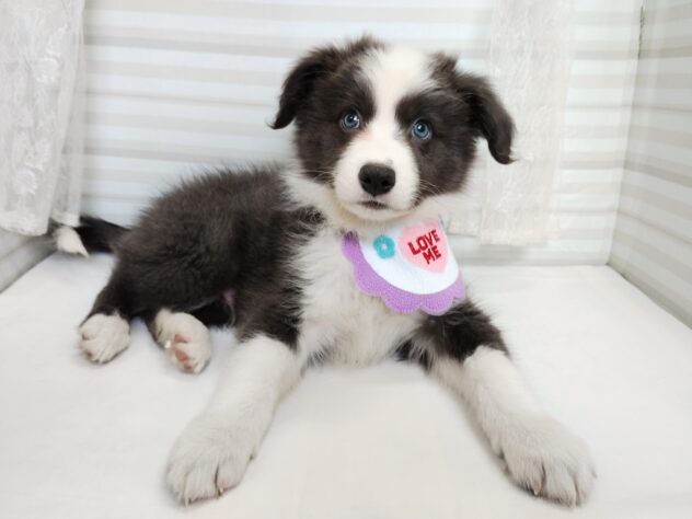 愛媛県のボーダーコリー (アミーゴ松山久米店/2025年8月23日生まれ/男の子/ブルーホワイト)の子犬の2枚目の画像