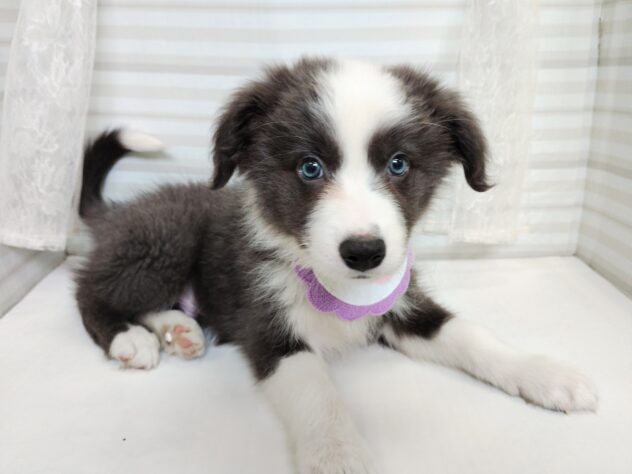 愛媛県のボーダーコリー (アミーゴ松山久米店/2025年8月23日生まれ/男の子/ブルーホワイト)の子犬の1枚目の画像