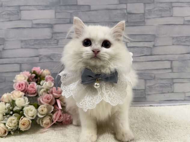 山口県のミヌエット (アミーゴ周南店/2025年7月2日生まれ/男の子/クリームホワイト)の子猫の1枚目の画像