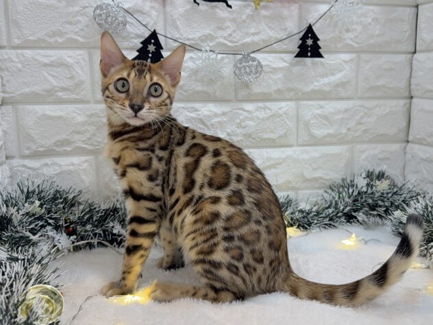 兵庫県のベンガル (ワンキャラット アミーゴ姫路飾磨店/2025年6月26日生まれ/男の子/ブラウンスポットタビー)の子猫の2枚目の画像