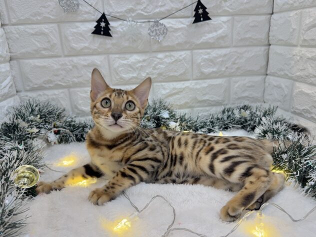 兵庫県のベンガル (ワンキャラット アミーゴ姫路飾磨店/2025年6月26日生まれ/男の子/ブラウンスポットタビー)の子猫の3枚目の画像