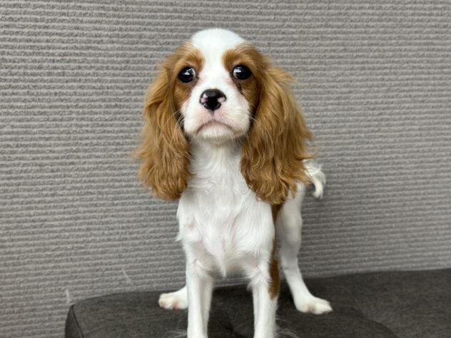 愛媛県のキャバリアキングチャールズスパニエル (アミーゴ松山久米店/2025年8月24日生まれ/女の子/ブレンハイム)の子犬の1枚目の画像