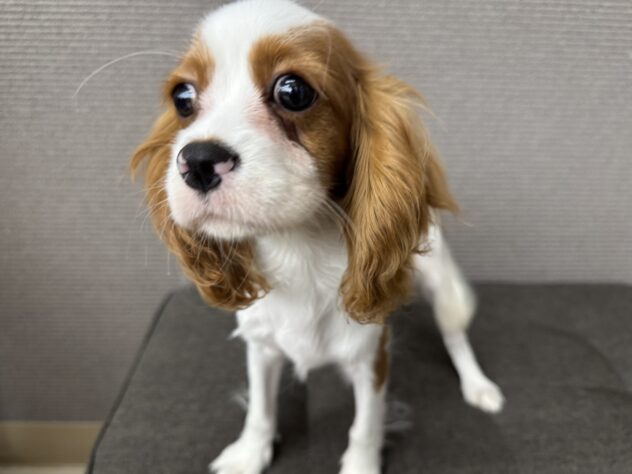 愛媛県のキャバリアキングチャールズスパニエル (アミーゴ松山久米店/2025年8月24日生まれ/女の子/ブレンハイム)の子犬の3枚目の画像