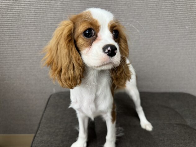 愛媛県のキャバリアキングチャールズスパニエル (アミーゴ松山久米店/2025年8月24日生まれ/女の子/ブレンハイム)の子犬の2枚目の画像