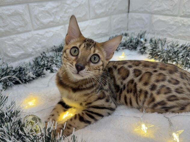 兵庫県のベンガル (ワンキャラット アミーゴ姫路飾磨店/2025年6月26日生まれ/男の子/ブラウンスポットタビー)の子猫の1枚目の画像