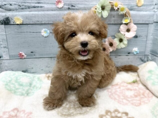 徳島県のハーフ犬・ミックス犬 (アミーゴ北島店/2025年8月22日生まれ/女の子/クリーム)の子犬の4枚目の画像