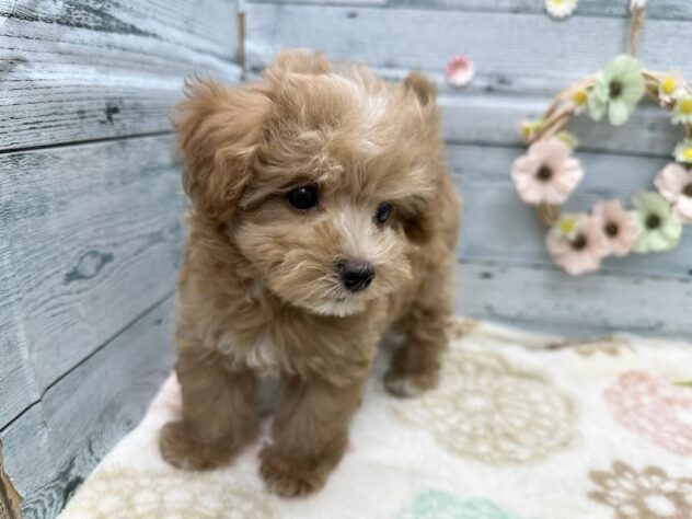 徳島県のハーフ犬・ミックス犬 (アミーゴ北島店/2025年8月22日生まれ/女の子/クリーム)の子犬の3枚目の画像