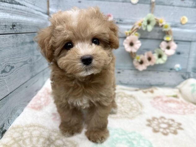 徳島県のハーフ犬・ミックス犬 (アミーゴ北島店/2025年8月22日生まれ/女の子/クリーム)の子犬の1枚目の画像