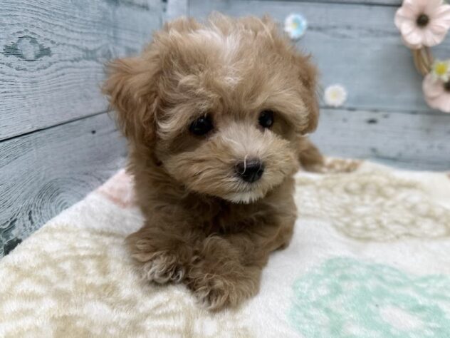 徳島県のハーフ犬・ミックス犬 (アミーゴ北島店/2025年8月22日生まれ/女の子/クリーム)の子犬の2枚目の画像