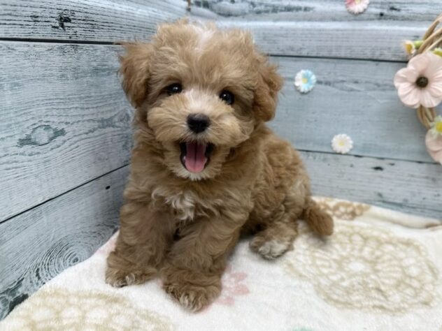 2025年8月22日生まれのハーフ犬・ミックス犬の5枚目の写真