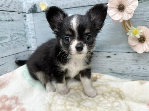 徳島県のチワワ(ロング) (アミーゴ北島店/2025年8月26日生まれ/男の子/ブラックタンホワイト)の子犬の1枚目の画像