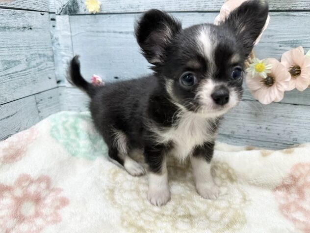 徳島県のチワワ(ロング) (アミーゴ北島店/2025年8月26日生まれ/男の子/ブラックタンホワイト)の子犬の2枚目の画像