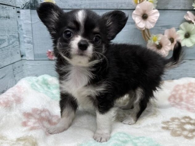 徳島県のチワワ(ロング) (アミーゴ北島店/2025年8月26日生まれ/男の子/ブラックタンホワイト)の子犬の3枚目の画像