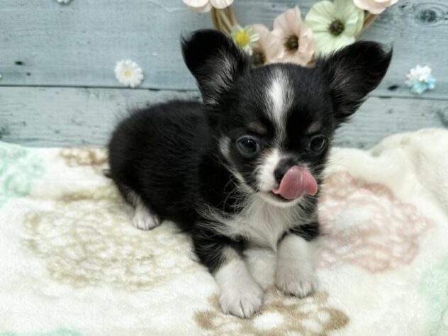 徳島県のチワワ(ロング) (アミーゴ北島店/2025年8月26日生まれ/男の子/ブラックタンホワイト)の子犬の4枚目の画像