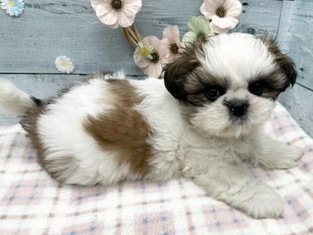 徳島県のシーズー (アミーゴ北島店/2025年8月31日生まれ/女の子/ホワイトゴールド)の子犬