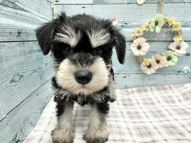 徳島県のミニチュアシュナウザー (アミーゴ北島店/2025年9月2日生まれ/男の子/ブラックシルバー)の子犬