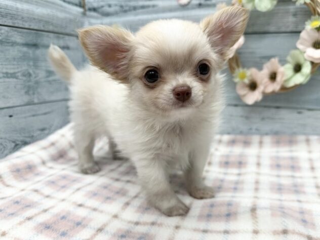 徳島県のチワワ(ロング) (アミーゴ北島店/2025年8月28日生まれ/女の子/クリーム)の子犬