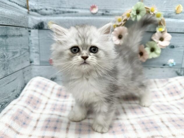 徳島県のマンチカン (アミーゴ北島店/2025年8月23日生まれ/女の子/シルバータビー)の子猫