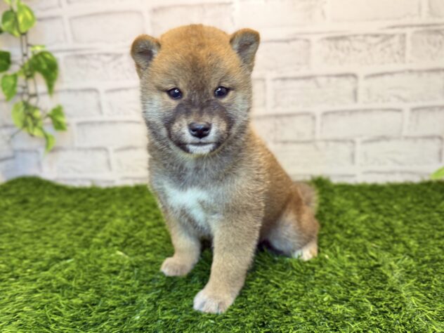 岡山県の柴犬(標準サイズ) (アミーゴ妹尾店/2025年9月4日生まれ/女の子/赤)の子犬の1枚目の画像