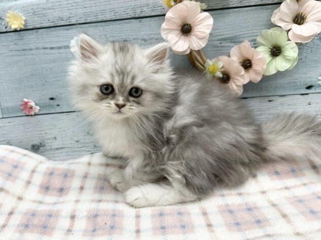 徳島県のマンチカン (アミーゴ北島店/2025年8月23日生まれ/女の子/シルバータビー)の子猫の3枚目の画像