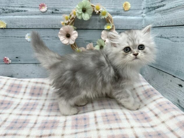 徳島県のマンチカン (アミーゴ北島店/2025年8月23日生まれ/女の子/シルバータビー)の子猫の2枚目の画像