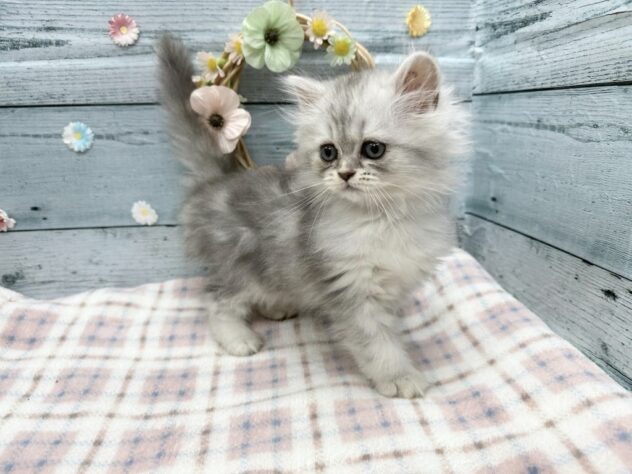 徳島県のマンチカン (アミーゴ北島店/2025年8月23日生まれ/女の子/シルバータビー)の子猫の4枚目の画像