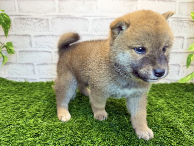 岡山県の柴犬(標準サイズ) (アミーゴ妹尾店/2025年9月4日生まれ/女の子/赤)の子犬の2枚目の画像