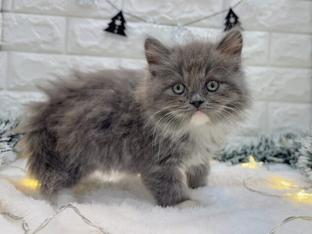 兵庫県のラガマフィン (ワンキャラット アミーゴ姫路飾磨店/2025年8月31日生まれ/男の子/ブルーホワイト)の子猫の4枚目の画像