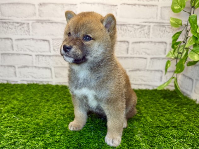 岡山県の柴犬(標準サイズ) (アミーゴ妹尾店/2025年9月4日生まれ/女の子/赤)の子犬の3枚目の画像