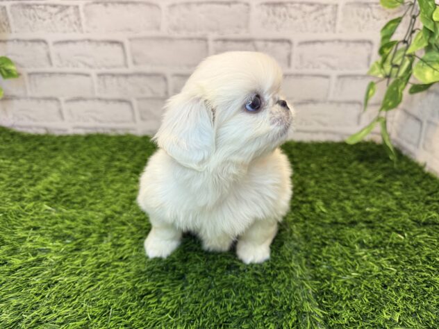 岡山県のペキニーズ (アミーゴ妹尾店/2025年8月27日生まれ/男の子/ホワイト)の子犬の2枚目の画像