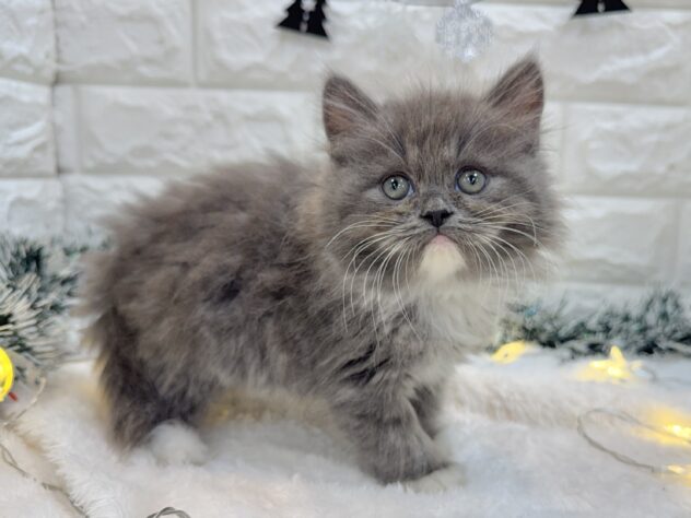 兵庫県のラガマフィン (ワンキャラット アミーゴ姫路飾磨店/2025年8月31日生まれ/男の子/ブルーホワイト)の子猫の2枚目の画像